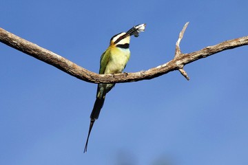 bee eater eating a butterfly