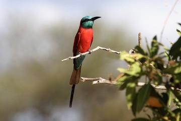 bee eater perched on branch