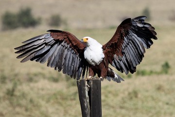 fish eagle just landing