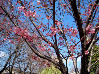 deep pink cherry blossoms