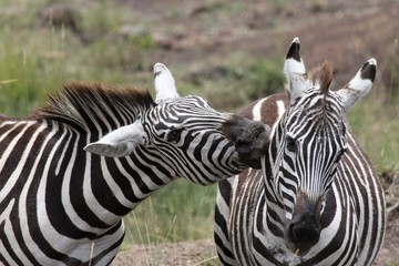 one zebra whispering into the ear of another