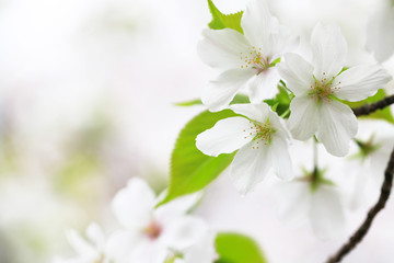 桜（オオシマザクラ）