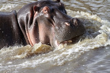 An angry hippo showing his teeth