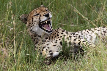 cheetah with mouth open