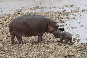 A hippo mother with a tiny baby