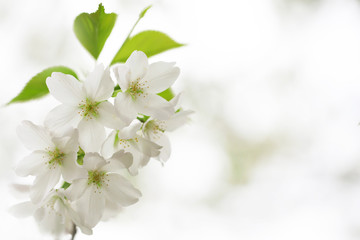 桜（オオシマザクラ）