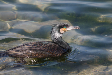  Great Cormorant Waterfowl Swims on a Pond