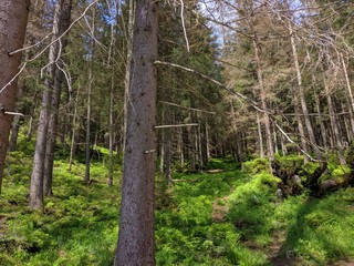 Green grass in the spring forest