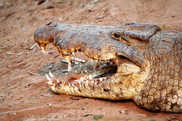 crocodile in the water
