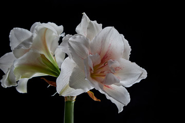 
flowers on a black background,
hippeastrum on a black background,
orchid on a black background
