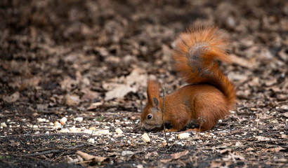 The squirrel is looking for nuts in the litter
