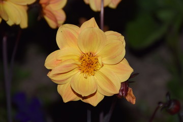 Fleurs au soleil et de nuit