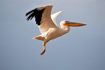 great white pelican
