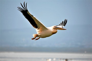 pelican with wings full stretch