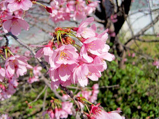 deep pink cherry blossoms