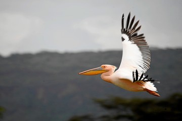 Fototapeta na wymiar pink pelican in flight