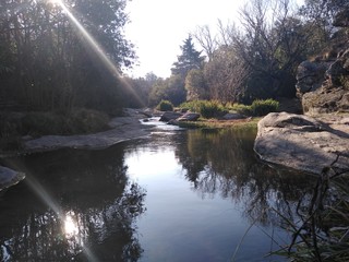 reflection of trees in water
