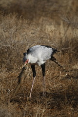 secretary bird strugling to swallow a mongoose