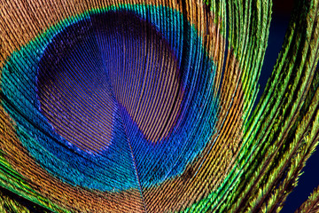 Fototapeta premium Peacock feather close up macro