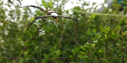 Spider 