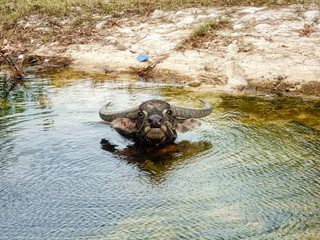 Water buffalo in cambodia angry