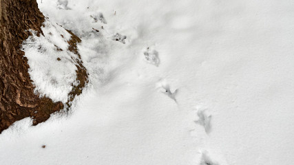 traces of birds in the snow