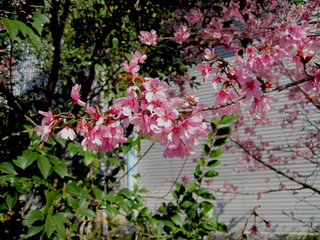 Fototapeta na wymiar deep pink cherry blossoms