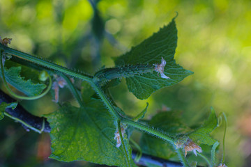 small fresh cucumber in the branch