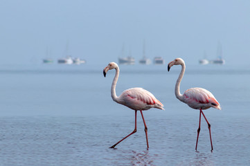 Wild african birds. Two birds of pink african flamingos  walking around the blue lagoon on a sunny day