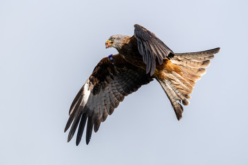 Red kite (Milvus milvus) flying in the sky above mid-Wales