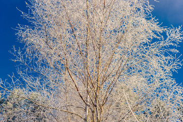 Frost covered bare tree in Stowe Vermont USA