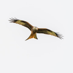 Red kite (Milvus milvus) flying in the sky above mid-Wales