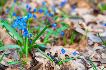 panorama of spring first blooming snowdrops in the forest in Sunny weather. blue flowers close up against the sun