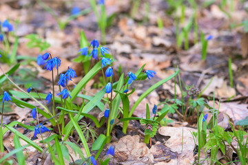 panorama of spring first blooming snowdrops in the forest in Sunny weather. blue flowers close up against the sun