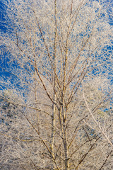 Fototapeta premium Frost covered bare tree in Stowe Vermont USA