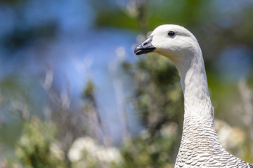 Close up of Upland Goose male (Chloephaga picta) on nature