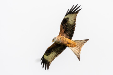 Red kite (Milvus milvus) flying in the sky above mid-Wales