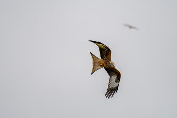 Red kite (Milvus milvus) flying in the sky above mid-Wales