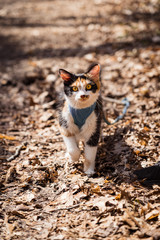 Cat on leash walking in woods