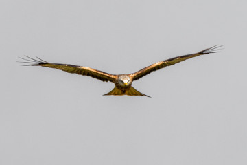 Red kite (Milvus milvus) flying in the sky above mid-Wales