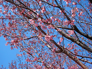 deep pink cherry blossoms