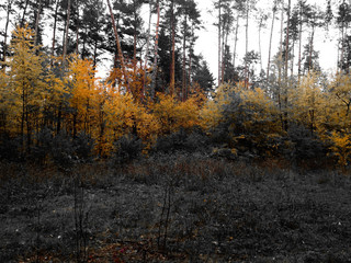 autumn in the forest