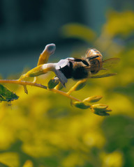 bee on a flower