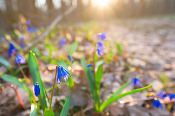 the first spring blooming snowdrops are blue at sunset , illuminated by rays. spring forest with flowers. space for text.