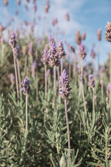 Brazilian Nature Landscapes River Farm Animals