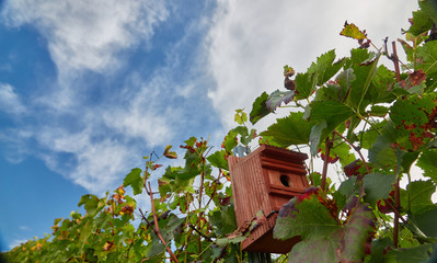 Fototapeta na wymiar Vogelhaus zwischen Wein Reben