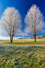 Naklejka premium Frost covered bare tree in Stowe Vermont USA
