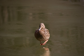 Mallard female stands in profile in spring on ice in sunny weather