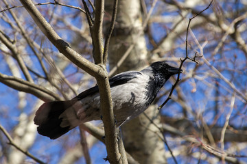 A big gray crow sits on a tree in spring on a sunny day with a branch in its beak for building a nest against a blue sky