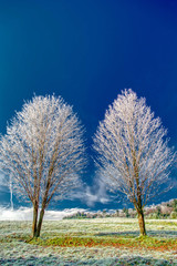 Fototapeta premium Frost covered bare tree in Stowe Vermont USA